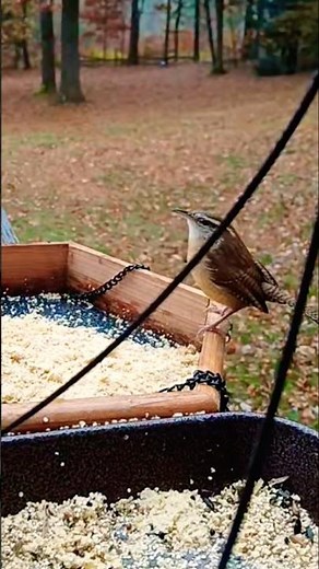 The Cheerful Voice of a Carolina Wren 🌿 | Birdsong Lovers Will Adore This