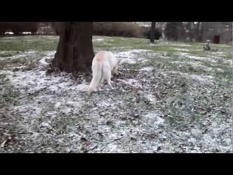 Beginning Stage of Degenerative Myelopathy