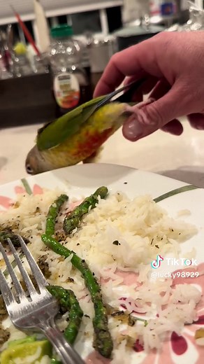 Leave me alone! #funnybirds #greencheekconure #parrotsoftiktok #birds #funnyvideos #parrot