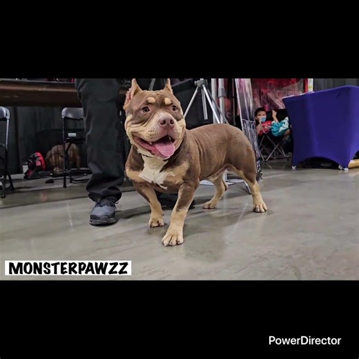 American Bully 7 months old Chocolate Tri