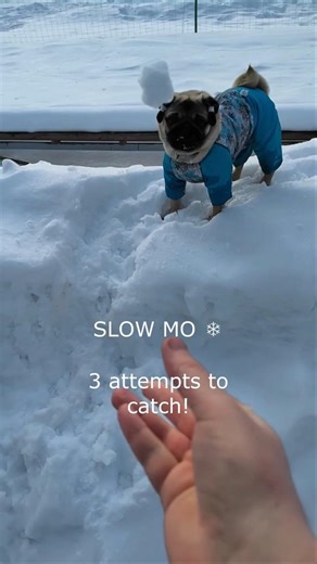 Min Joo the Pug Has 3 Tries to Catch Snow – Epic Fails in Slow Mo! ❄️😂