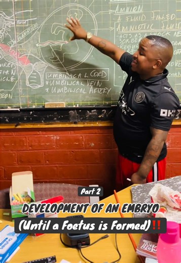 Embryo Development: From Conception to Fetus (Part 2)