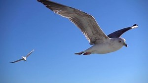 Seagull is flying in beautiful blue sky, Slow Motion.