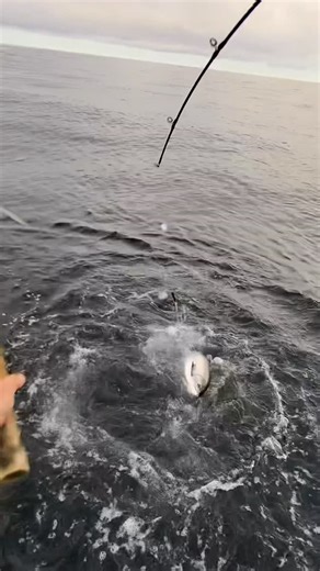 Outer Limits Charters | Coho Rodeo 🐟🤯 Watch til the end… If your line ever goes slack like this. Reel and do not stop. I will likely say the word “reel” faster... | Instagram
