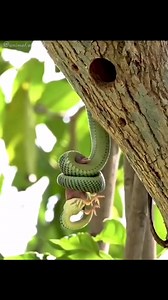 87K views · 1.2K reactions | Amazing #wildlifeplanet #wildanimals #amazinganimals #animalslife #documentary | Best Animals | Facebook