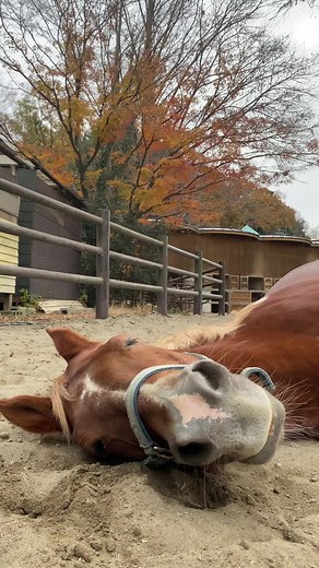 お仕事終わりのクリオ君🐴 #千葉市動物公園 #ふれあい動物の里 #馬 #クリオ