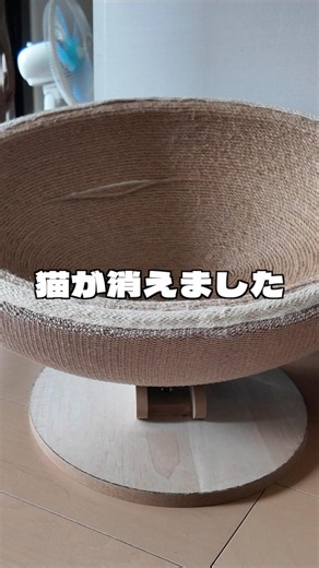 猫が消えたある夏の日【ブリティッシュショートヘア】