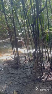 4.3K views · 1K reactions | La hembra que llamamos “La Flaca” , le recordó a hijo que ya es hora que se busque su propio territorio..The female we call “La Flaca”, reminded her son that it is time for her to find her own territory. | Dionisio Paniagua | Facebook