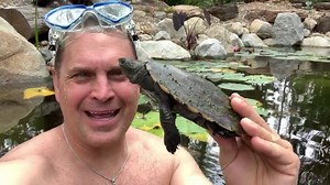 It’s funny how most people wouldn’t think twice about swimming in the Ocean but many have expressed fears swimming in a Recreation Pond that might have 🐢’s 🐟 and 🐸’s NOT ME!!! ...or any kid a well meaning but overprotective adult hasn’t scared! Everyday, all day till the 🐮’s, I mean 🐢’s come home!!! What about you?! See what my world is like... https://www.youtube.com/user/ThePondGuyAquascape | Greg Wittstock the Pond Guy
