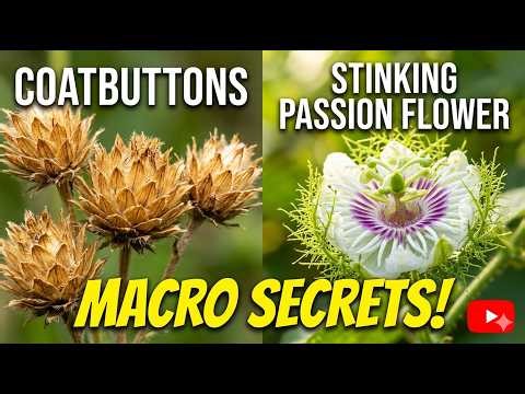 Nature’s Tiny Aliens: Macro Photography of Wildflowers 🌸