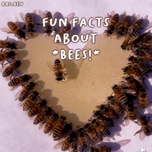 Fun Facts About Bees You Need to Know