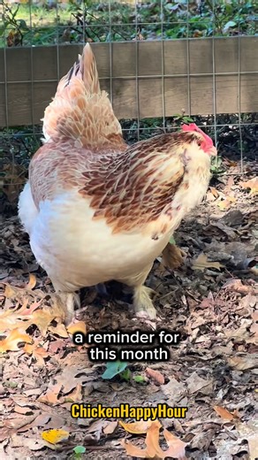 It’s Spooky Dookie Season 👻💩 #spookydookie #jokes #spookyseason #october #comedy #chickensofig #funnyanimals #chickenhappyhour | Chicken Happy Hour