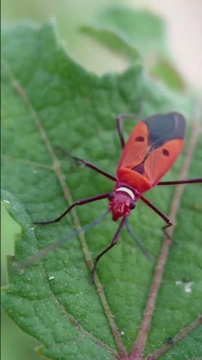 Unbelievable MACRO Footage of Insects YOU DON'T KNOW EXIST (4K Close-Up)