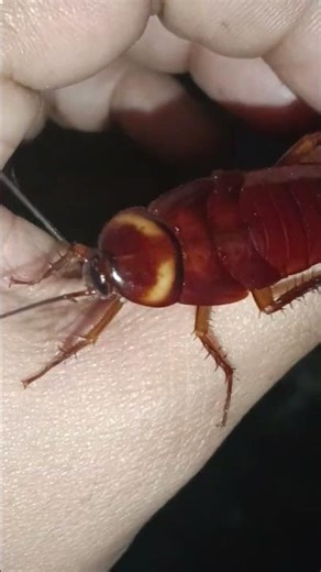 ##cockroach are playing ##telapoka ##insects ##insecticida ##7 December 2025