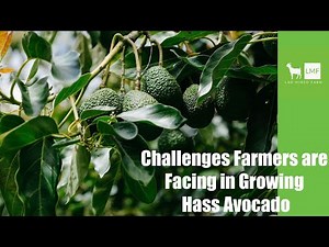 Challenges Farmers are Facing In Growing Hass Avocado