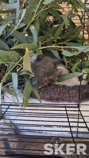 22K views · 2.3K reactions | Little Basil is soaking up some sunshine...