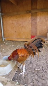 932K views · 33K reactions | El Calabazo peruvian/hatch #Ranchodeljudas #kikirikis #DallasFortWorth #gamefowl #bantams | Rancho Del Judas | Facebook