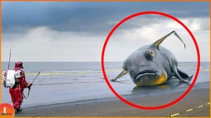 582K views · 10K reactions | 5...