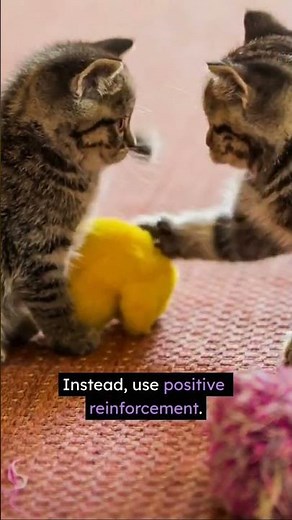 Stop Cats from Fighting Each Other Proven Tips for a Peaceful Home! #cat #cathacks #catproblems
