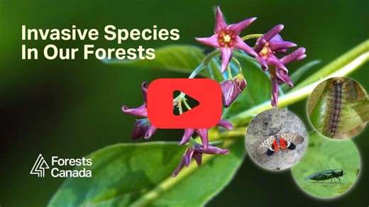 Invasive Species In Our Forests | Forests Canada