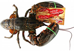 How to cook live lobster on the stove? [2025] | QAQooking.wiki
