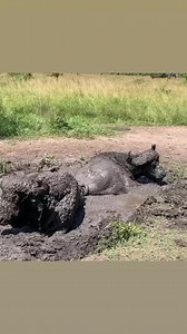 255K views · 3.9K reactions | African bufaro having mud bath....