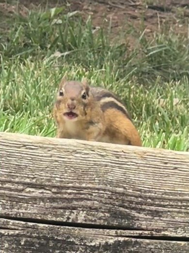 Ever heard a chipmunk's alarm call? 🐿️📣