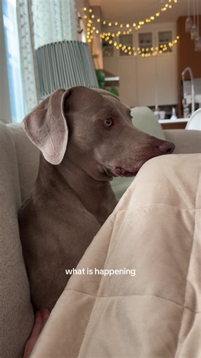 Understanding the Barking Confusion of Weimaraners