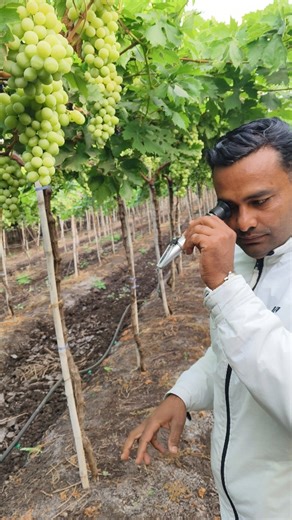 Sagar Dhumal on Instagram: "Senior Supervisor of Mersel Fruit Private limited MR.Ajit Gajare.. Sugar- Bottom 13 Brix Top 17 Brix"
