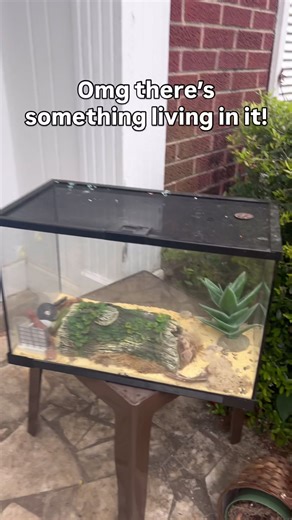 I can’t believe they left her to die in a glass coffin... I went over to lock up a rental after the tenants moved out and there was an aquarium left outside. Inside was a gecko in such bad shape I didn’t even know what she was at first. Gray, dull, skin and bones, barely hanging on. I could not leave her there to die, so I brought her home. I’d never owned a gecko before. I did some quick research and asked a couple friends what she needed, but it really wasn’t hard. Heat, water, food, and consi