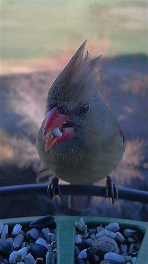 Female Northern Cardinal