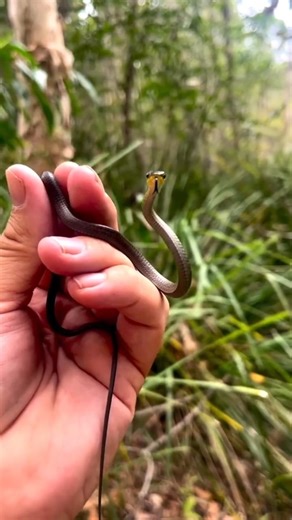 Deadliest Snake Transformation 😱 Baby to Killer Beast | Real Growth Journey #shortvideo #shortsfeed