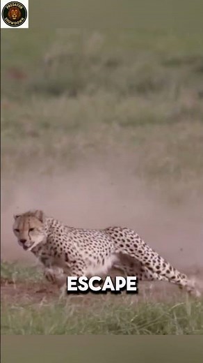 Tiger Attack! The Silent Killer Strikes Fast | This Is How a Tiger Hunts Its Prey in Seconds