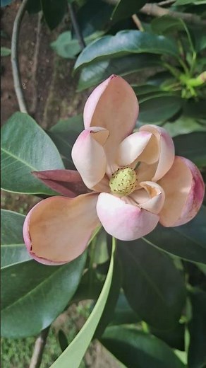 Magnolia insignis #magnolia #ornamentalplants ##botanylovers #plants #plantidentification #shorts