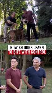 How do you train a Belgian Malinois to control their energy? 🐕💡 Sting is in K9 training but struggles with hyperactivity. In this video, I show how discipline and bite-sleeve exercises help him succeed. Watch the full video on YouTube! 🐩 ¿Cómo entrenas a un Belgian Malinois para controlar su energía? 🐕💡 Sting está en entrenamiento K9, pero está en una lucha constante con la hiperactividad. En este video enseño cómo la disciplina y los ejercicios con manga de mordida lo ayudan a tener éxito.