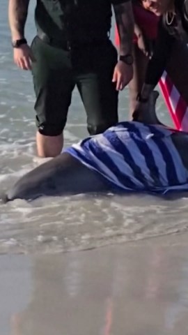 Deceased dolphins washed up along Panhandle coastlines
