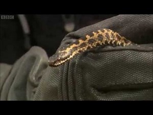 Adders on Britain's Big Wildlife Revivial (2013)