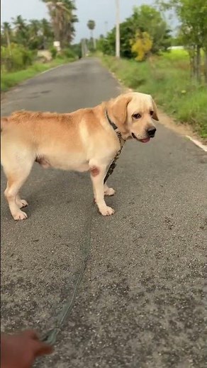 #Lab stud male stud purpose only not for sale #erode surrounding 7373464676