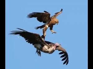 Best Eagle 🦅 Fights VS Other Birds: Hawk, Heron, Hen, Vulture, Stork, etc. | Caught on Camera!