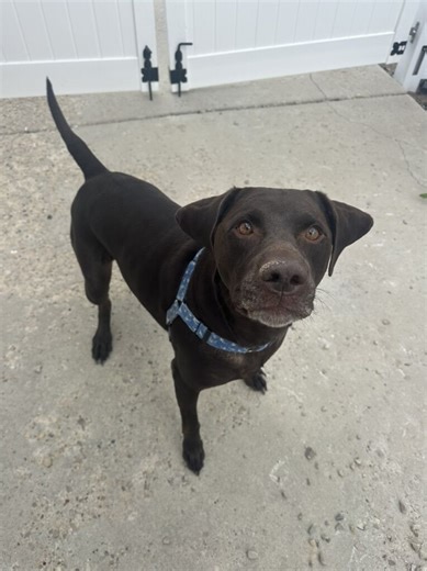 Labrador For Rehoming | Dogs | KSL Classifieds