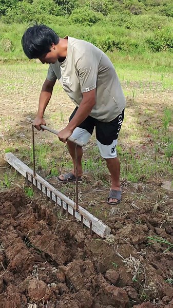 Foot-operated iron harrow plowing, inheritance and innovation of traditional tools!