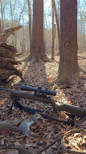 squirrel hunting with 22lr long Rifle 10 22 #review #outdoors #hunting