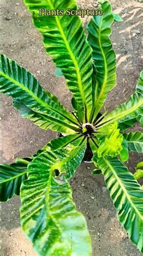 Cobra Fern Plant | Cobra Fern Indoor Plant | Cobra Fern Air Purifying Plant | Asplenium Nidus Cobra