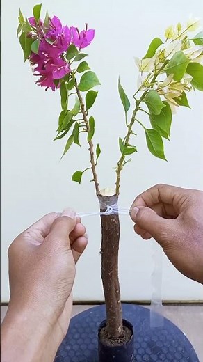 Easy way to create color combinations of Bougainvillea flowers 🌳