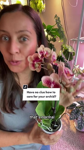 Once you buy one orchid, you won’t be able to stop #orchidcare #plantcaretips #planttiktok #orchidlovers Orchid rescue here: @plantswithkrystal
