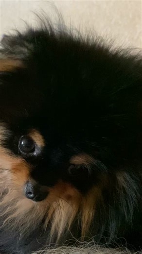 Squeaky Dog Adventures with Pomeranians