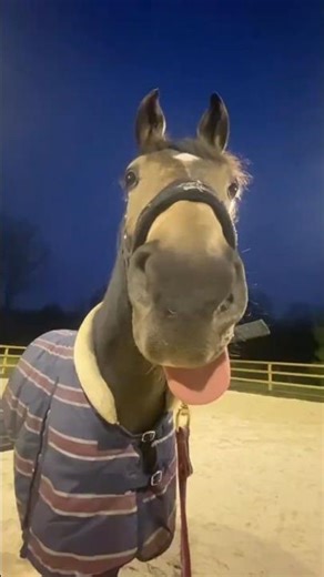 Secrets Horses Will Never Reveal You 👣 🐎