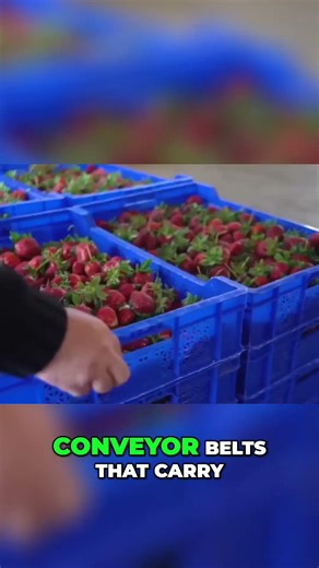 Strawberry Processing From Farm to Factory Perfection