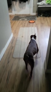 15/10 enthusiasm. ❤️🤣 #bostonterrierlife #bostonterrier | Thor the Brown Boston