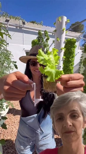 Márcia Gatti | Empreendedora & Escritora on Instagram: "🥬 Acompanhe essa jornada incrível! 🥬🌱 Da semente à colheita, é assim que a gente **maximiza o cultivo de alface**! 🚀 Em cada **torre aeropônica**, cultivamos até **624 cabeças de alface por ano**! 😱 Uma revolução na produção de alimentos, economizando água e espaço. 💧✨ **Inovação**, **sustentabilidade** e **colheita fresca** o ano todo! O futuro da agricultura é agora! #Agrotonomy #Aeroponia #CultivoVertical #Alface #Sustentabilidade 